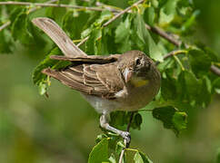 Yellow-spotted Bush Sparrow