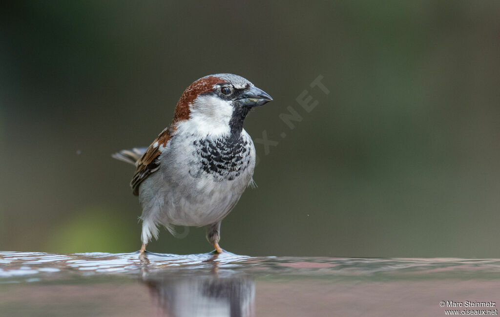 House Sparrow