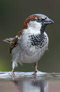 House Sparrow