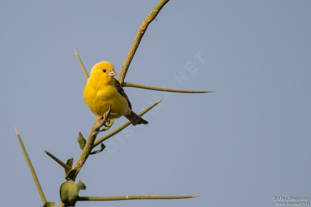 Moineau doré