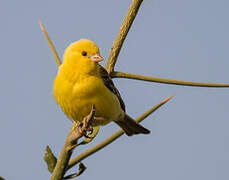 Sudan Golden Sparrow