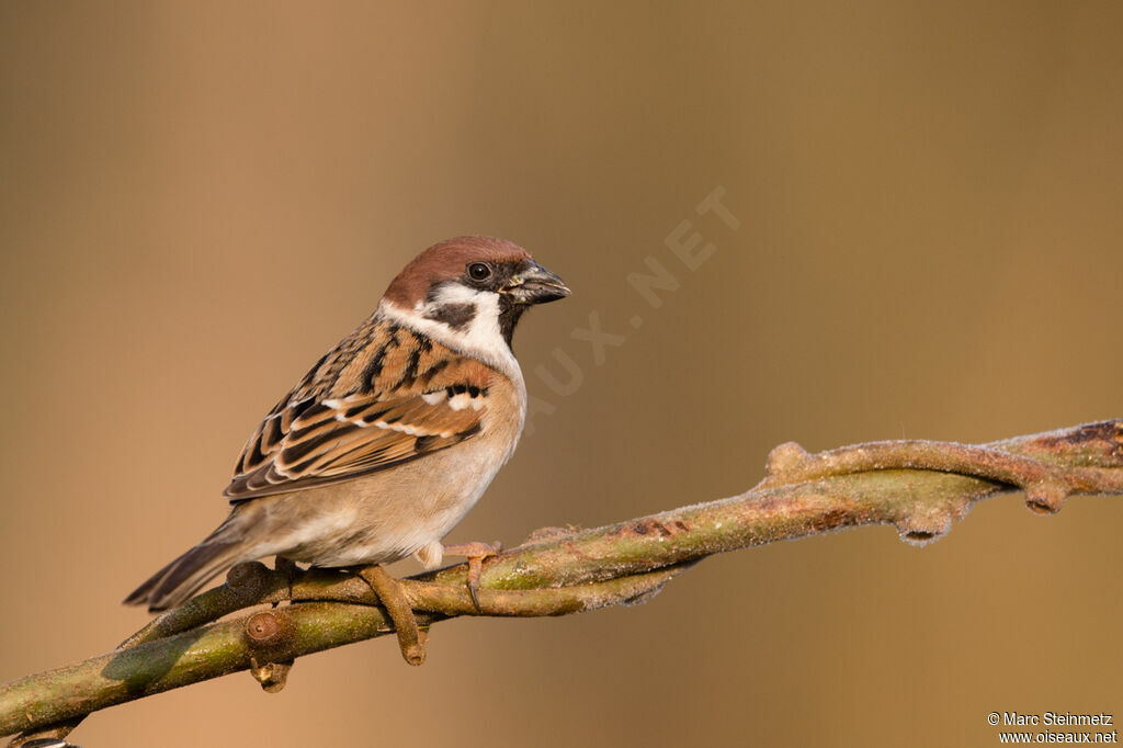 Eurasian Tree Sparrow