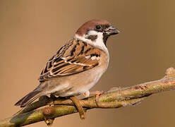 Eurasian Tree Sparrow