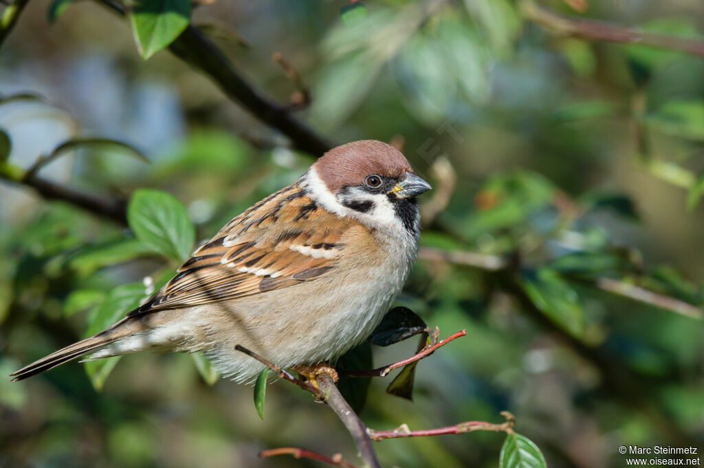 Eurasian Tree Sparrow