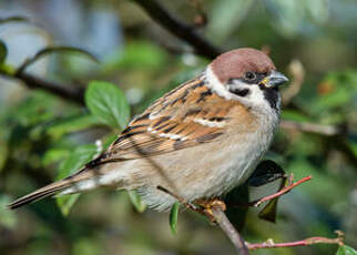 Moineau friquet