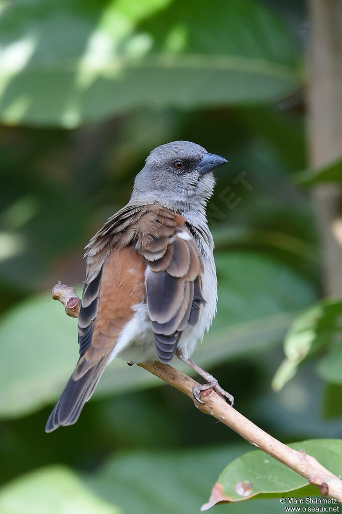 Moineau gris mâle