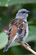 Northern Grey-headed Sparrow