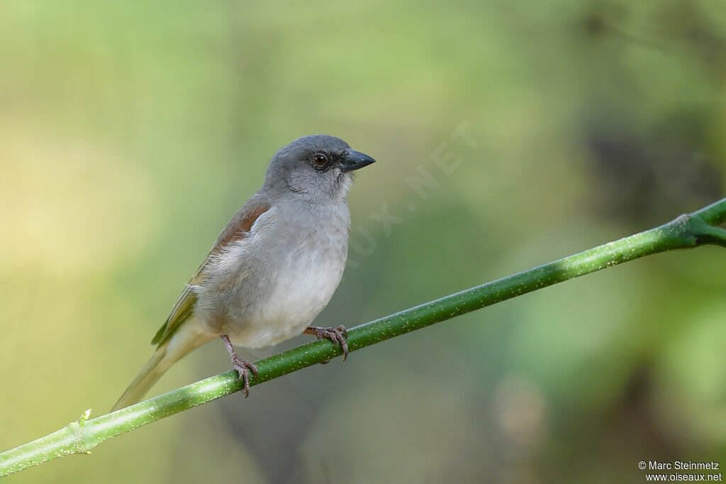 Moineau gris