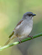 Northern Grey-headed Sparrow