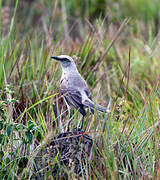 Tropical Mockingbird
