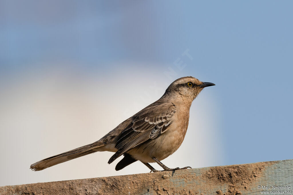 Chalk-browed Mockingbird