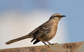 Chalk-browed Mockingbird