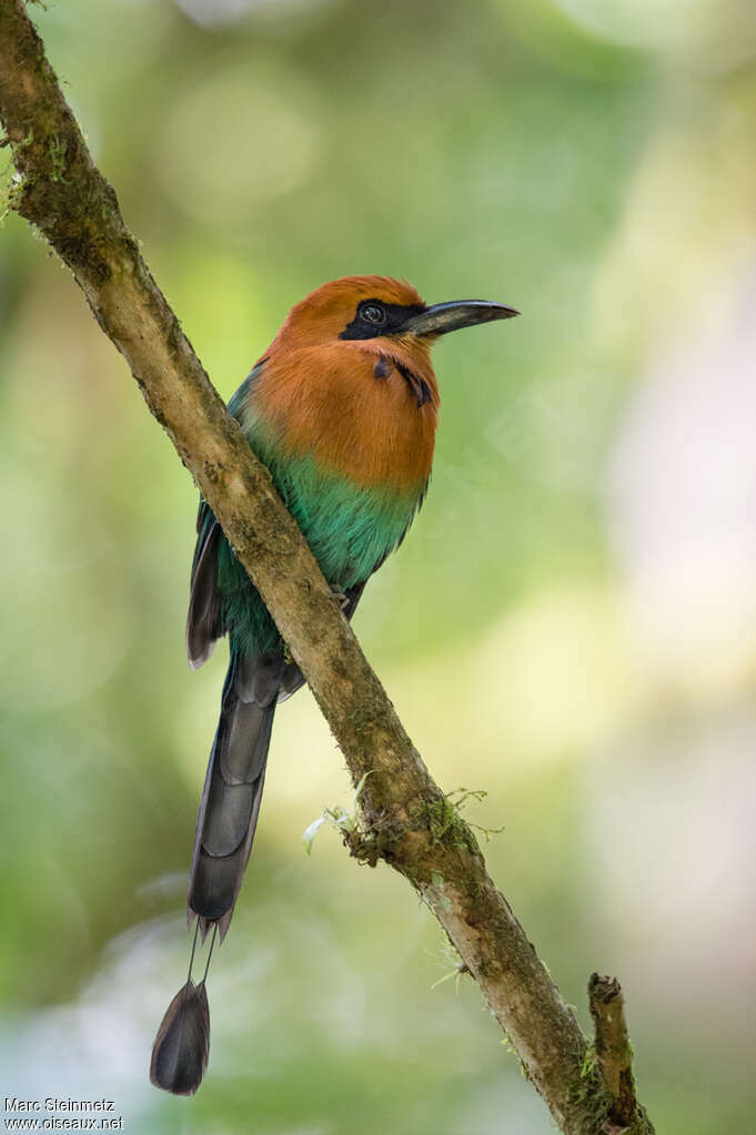 Motmot à bec large, identification