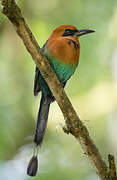 Motmot à bec large