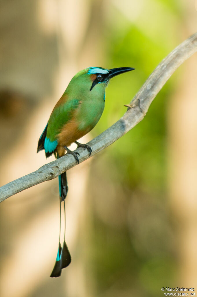 Motmot à sourcils bleus