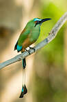 Motmot à sourcils bleus