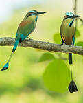 Motmot à sourcils bleus