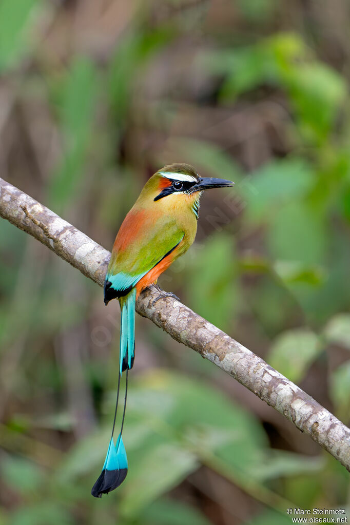 Turquoise-browed Motmot