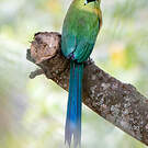Motmot d'Équateur
