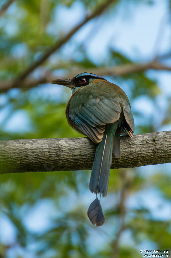 Motmot de Lesson