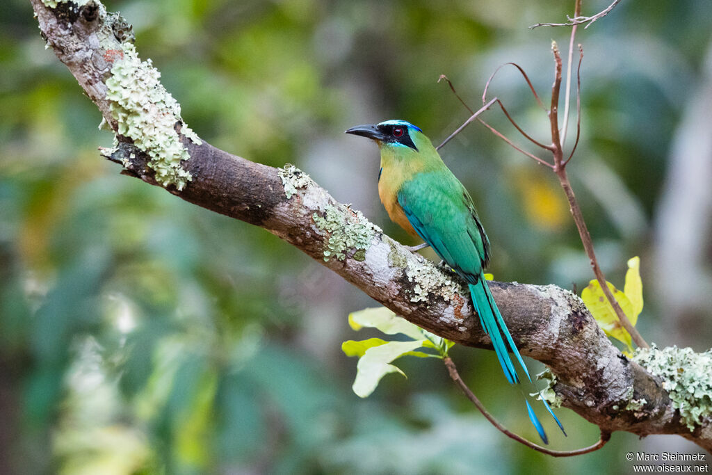 Motmot houtouc