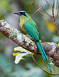 Motmot houtouc