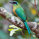 Motmot houtouc