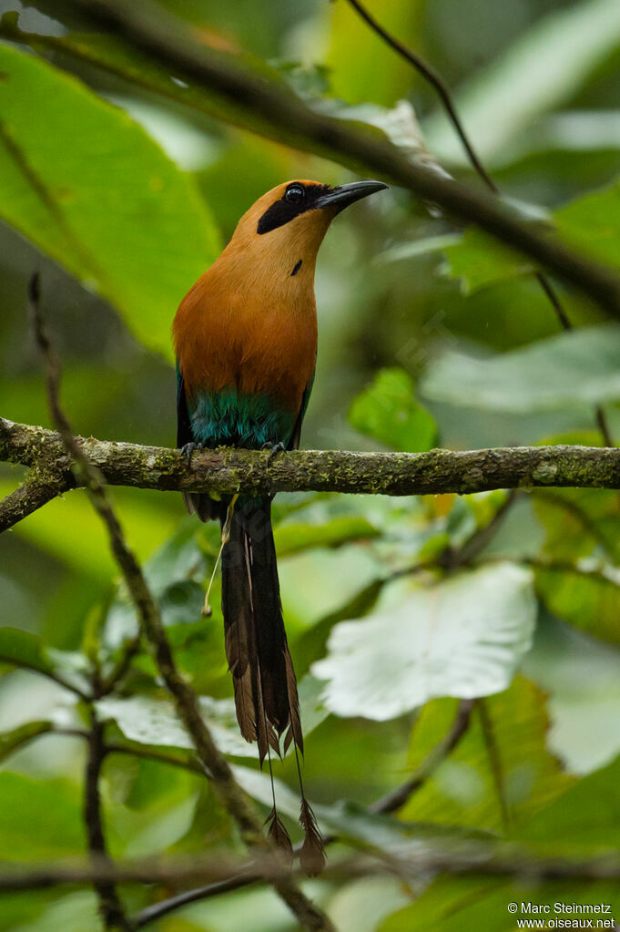 Rufous Motmot