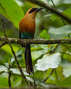 Rufous Motmot