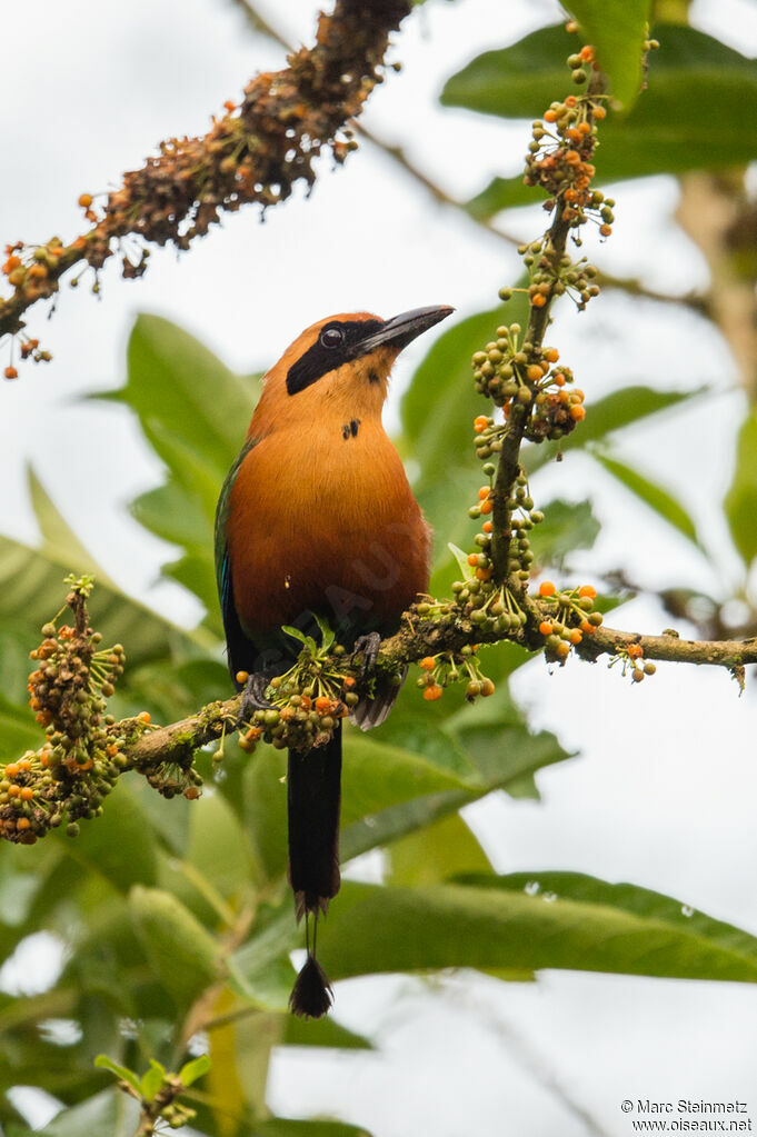 Motmot roux