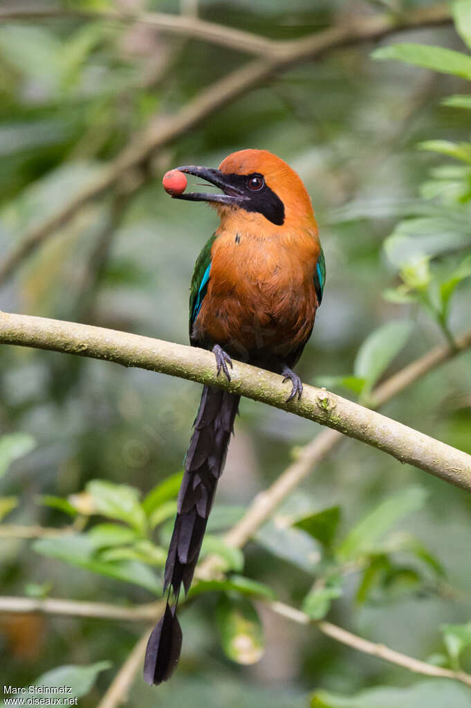 Motmot rouxadulte, régime