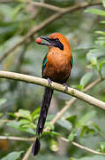 Rufous Motmot