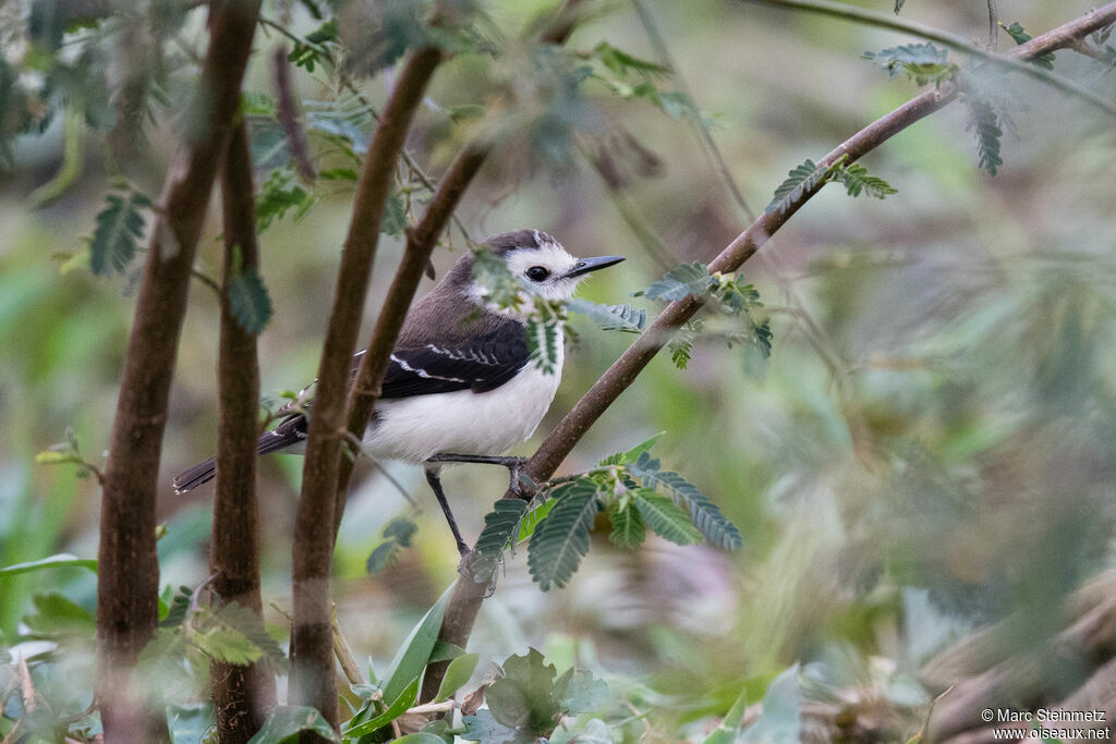 Black-backed Water Tyrant