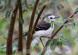 Black-backed Water Tyrant