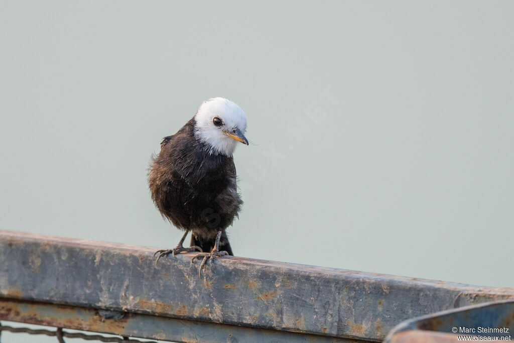 White-headed Marsh Tyrant