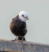 White-headed Marsh Tyrant