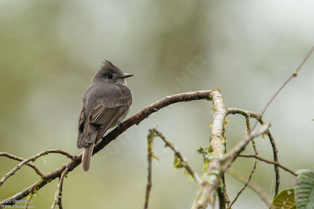 Smoke-colored Peweeadult