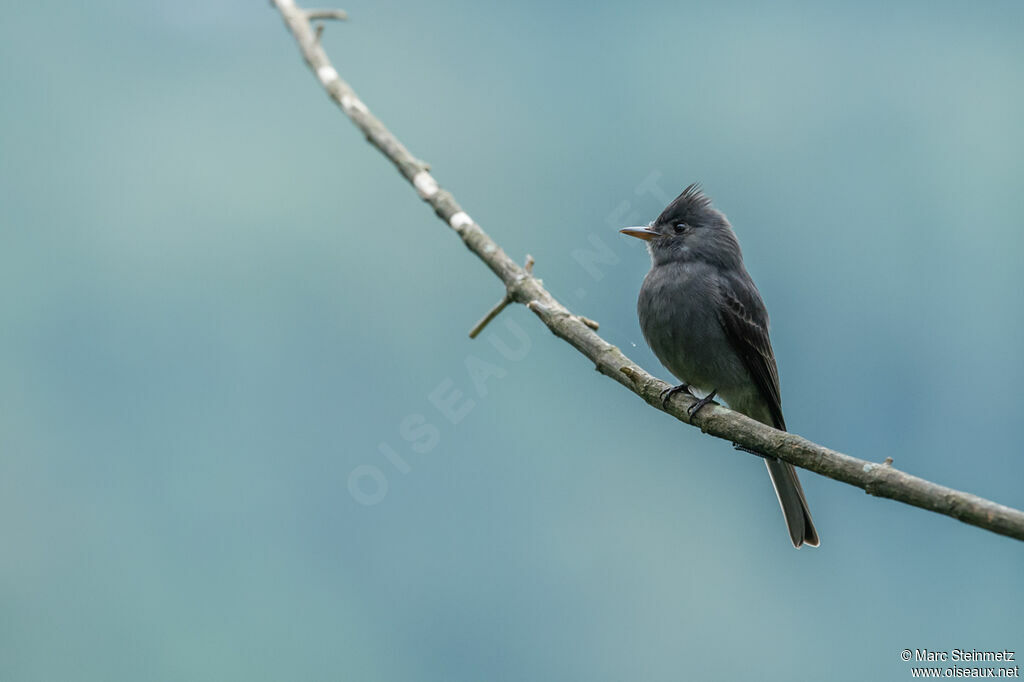 Smoke-colored Pewee