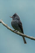 Smoke-colored Pewee