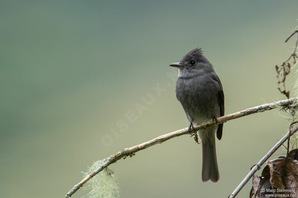 Smoke-colored Pewee