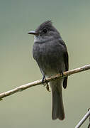 Smoke-colored Pewee