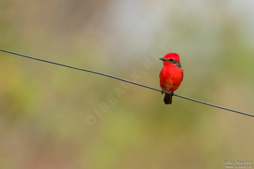 Scarlet Flycatcher