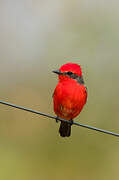 Scarlet Flycatcher