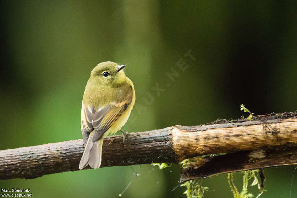 Flavescent Flycatcheradult