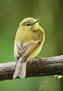 Flavescent Flycatcher