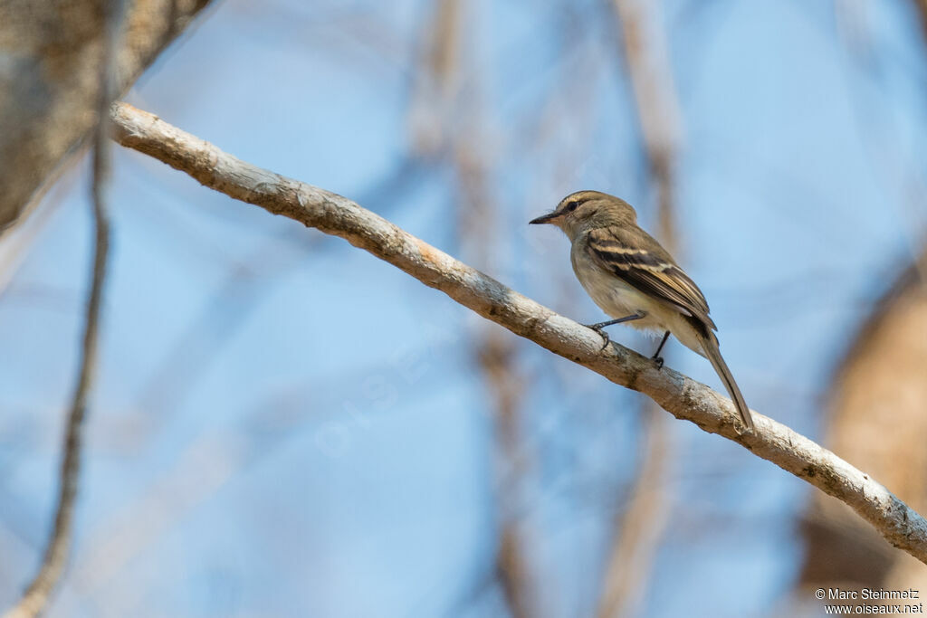 Fuscous Flycatcher