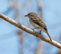 Fuscous Flycatcher