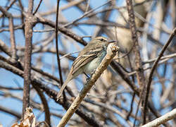 Fuscous Flycatcher