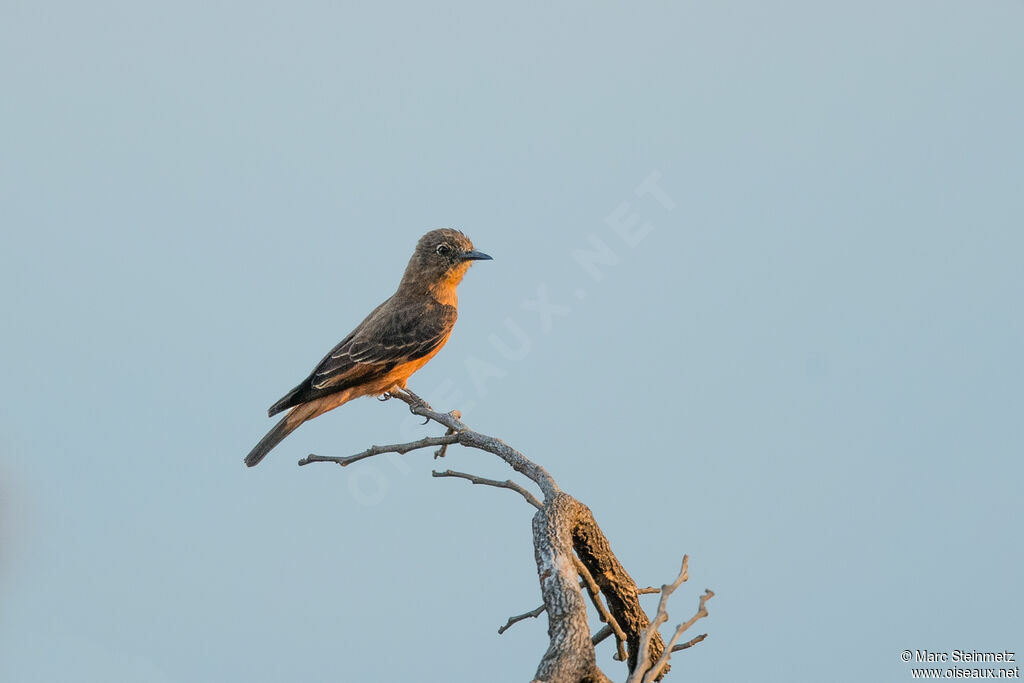 Cliff Flycatcher