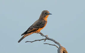 Cliff Flycatcher